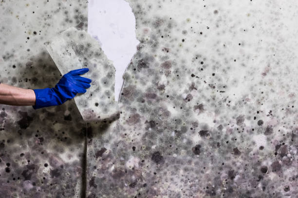 Home Mold Removal in Bel Nor, MO